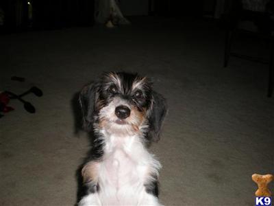 princess bindi cutness