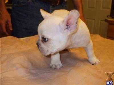 Astarte French Bulldog puppies