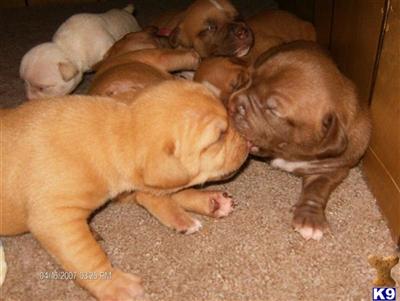 UKC PR CHAMPION SIRED APBT PUPPIES