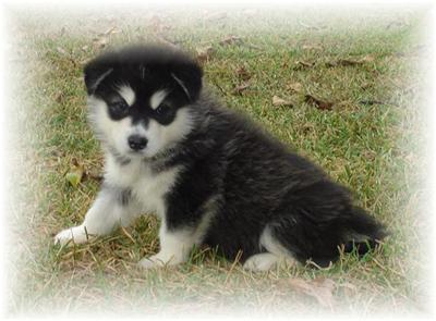 AKC Giant Baby Girls