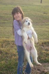 Lone Star Alaskan Malamutes