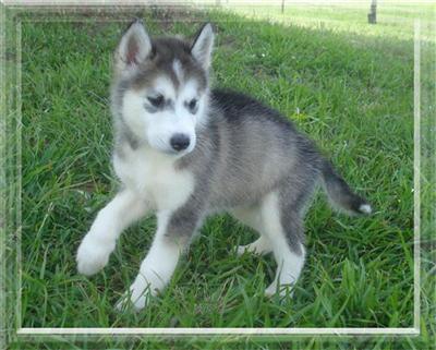 AKC BABY GIRL