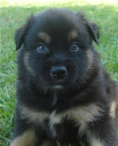 lone star australian shepherds