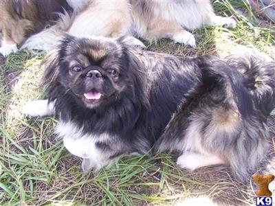 LIL BOOGER/HANDSOME STUD Pekingnese