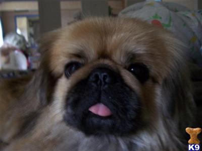 Bear Bear