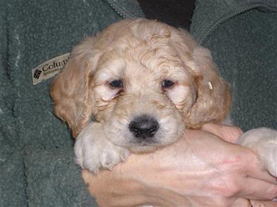 Quality Goldendoodle Puppies for Sale