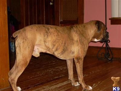 Chance Jeremiah Carpenter - AKC Registered