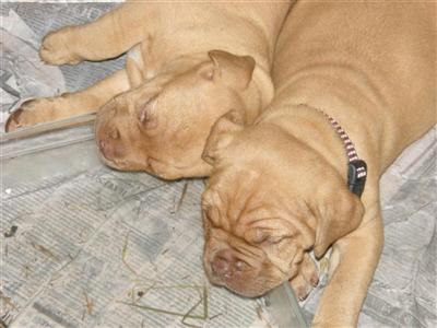 French Mastiff