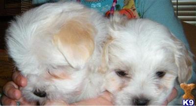 Multi Champion sired pups