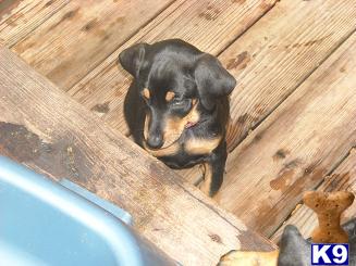 Doberman Pinscher Puppies