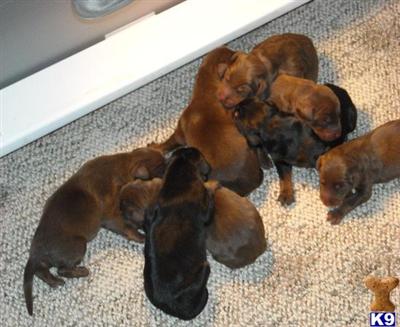 Doberman Pinscher Puppies