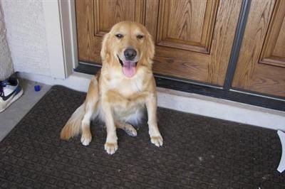 AKC Female Light Golden Retriever with having her Clearances 95th percentile rating with Pennhip and having her CCA