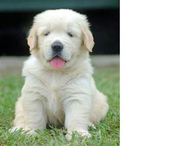 AKC Golden Retriever Puppies champion lines are here born August 14 2008