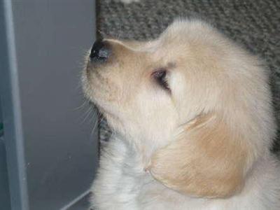 AKC Golden Retriever Puppies inc. Gold Rush champion lines are here born August 14 2008