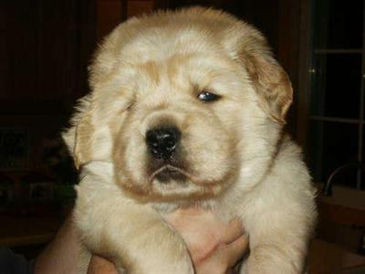 AKC Golden Retriever Puppies champion lines are here born August 14 2008