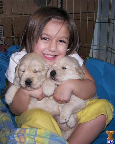 azdesertsungoldenretrievers.piczo.com   828-324-6224 or 623-337-3484