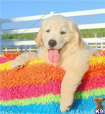 azdesertsungoldenretrievers.piczo.com   828-324-6224 or 623-337-3484