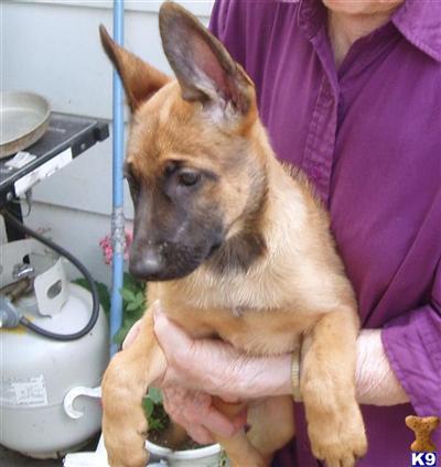 Working Belgian Malinois Pups For Sale