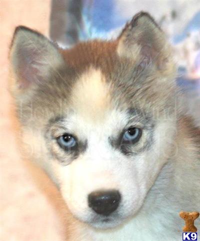 HOWLn WIND - Ice, Blue eyes