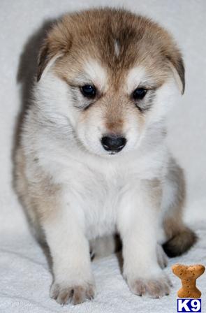 FALL LITTER NOW AVAILABLE--price reduced