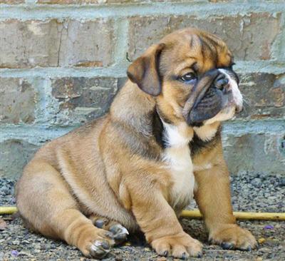 AKC English Bulldog
