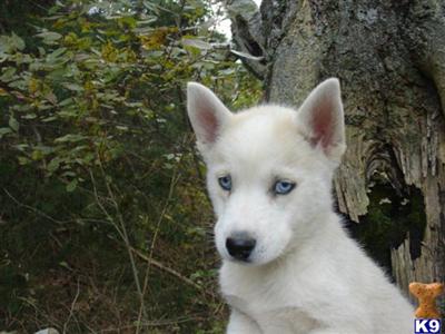 Phoebe Siberian Husky Female