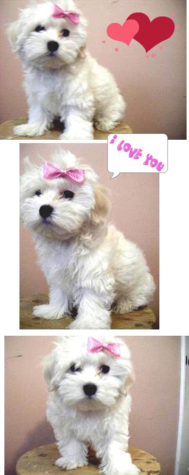 Maltese Puppies for sale