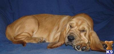 AKC Bloodhound - Champion Lines- www.boernersbloodhounds.com