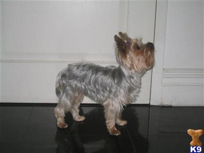 Duke