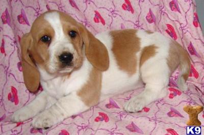 basset babies