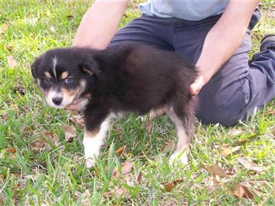 Alexandreas Kennels
