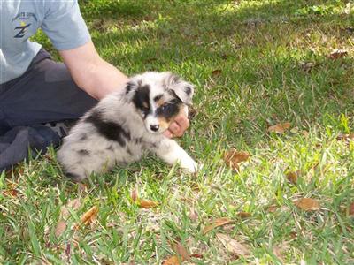 alexandreas kennels