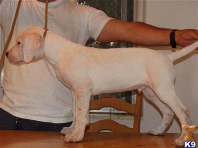 Dogo+argentino+puppies+for+sale+price