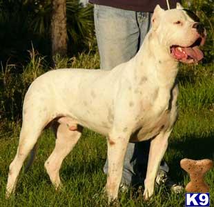 Dogo+argentino+puppies+for+sale+in+miami