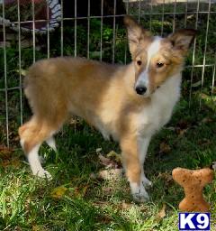 Small sable/white sheltie female