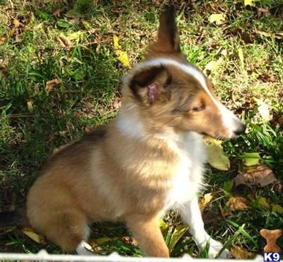 AKC sable/white female