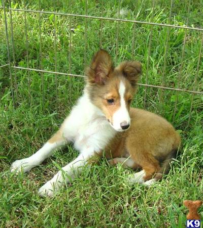 Extra small Sable/white male