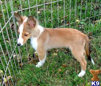 Extra small Sable/white male