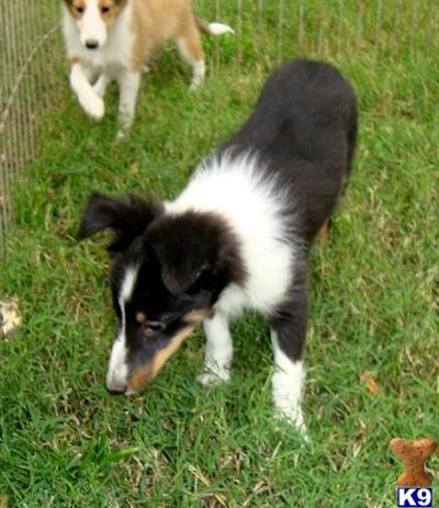 Tricolor AKC female