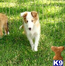 BLUE EYED AKC FEMALE