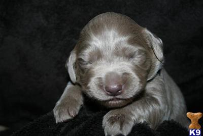 Exquisite Long Hair Weimaraner