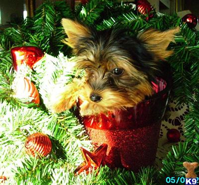 Yorkie Family Breeder - Pets Only - Champ. Lines