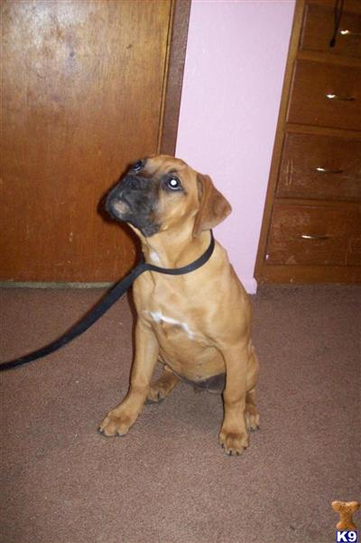AKC Beautiful Fawn Boxer Pup 1 GIRL LEFT $375
