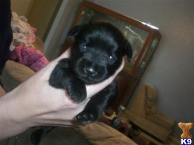 AKC Miniature Schnauzer Puppies