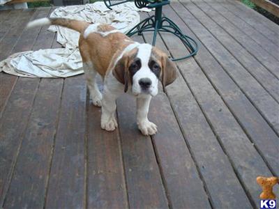St. Bernard Puppy