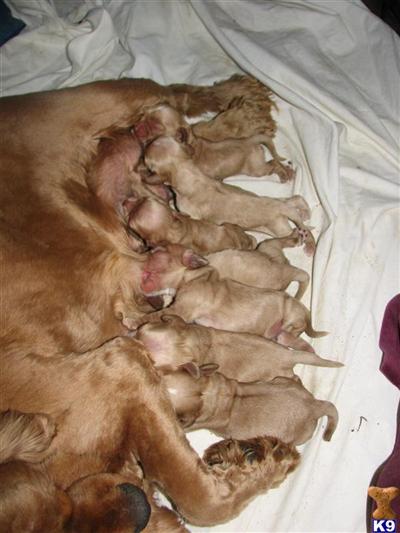 Gorgeous Buff Cocker Spaniel Puppies