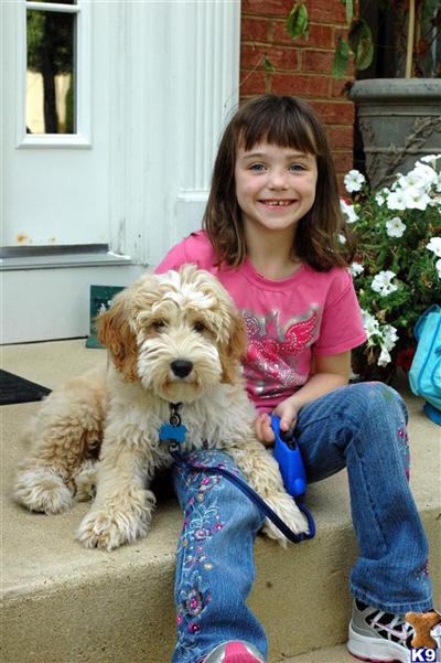  Labradoodle Puppies Available this Fall