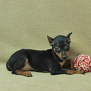 Min Pin puppies