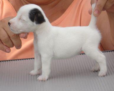 Parson Russell Terrier Puppies