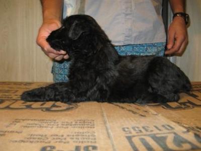 Great puppies